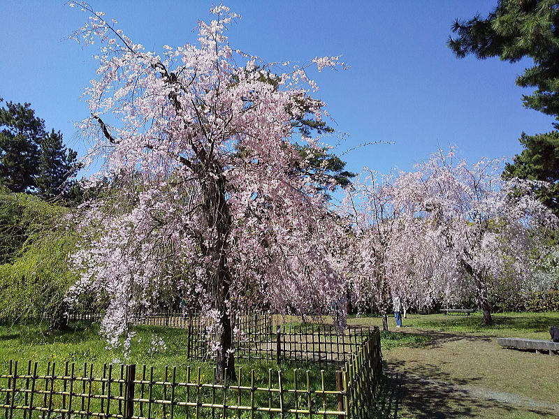 近衛邸跡 遅咲き桜 / 京都観光旅行ガイド
