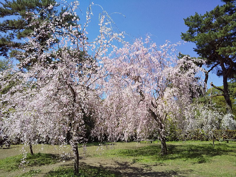 近衛邸跡 遅咲き桜 / 京都観光旅行ガイド