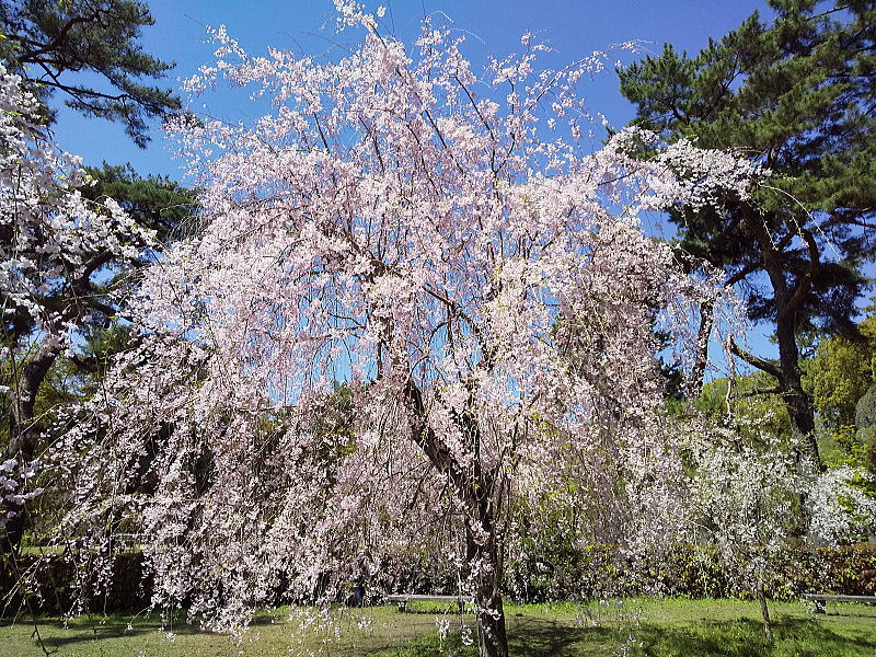 近衛邸跡 遅咲き桜 / 京都観光旅行ガイド