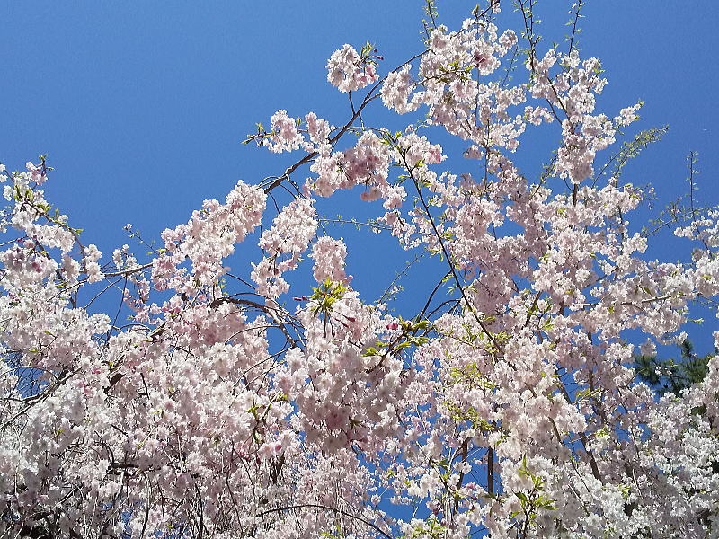 近衛邸跡 遅咲き桜 / 京都観光旅行ガイド