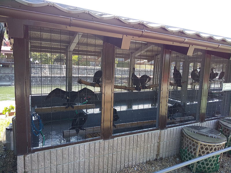 宇治川の鵜飼 / 京都観光旅行ガイド