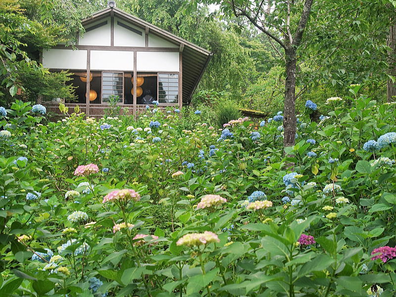 三千院 紫陽花苑 / 京都観光旅行ガイド