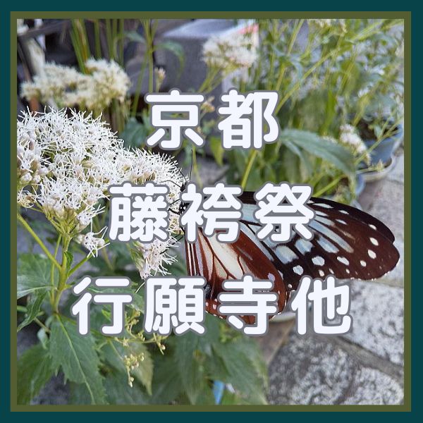 藤袴祭 / 京都観光旅行ガイド