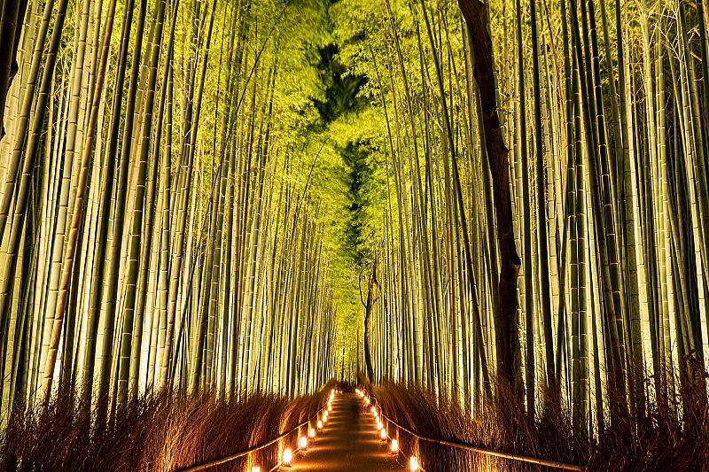The Arashiyama Bamboo Light-up